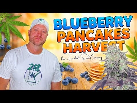 I Grew a Strain of Cannabis That Smells like Pancakes!