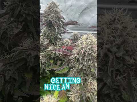 About to harvest our Tropicana Cherry clones