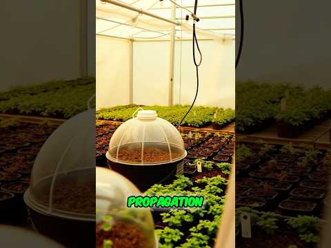 Propagation Tent Setup: Secret to Seedling Success Revealed!
