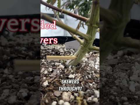 Stem Splitting for Bigger Buds? I Tried It! (Grow Hack)