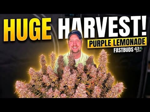 Harvesting Purple Lemonade Auto – Those Lilac Colors Are Insane